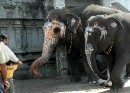 32 Elephant Blessings - Kamakshi Amman Temple * 2290 x 1652 * (1.32MB)